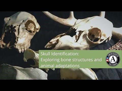 Skull Identification: Exploring bone structures and animal adaptations
