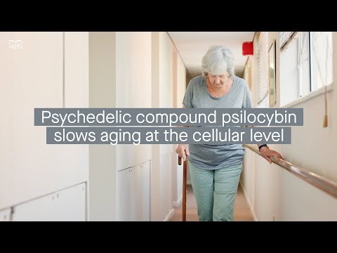 Psychedelic compound psilocybin slows human cellular aging and extends the lifespan of aged mice