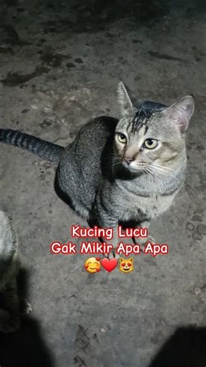 Kucing Lucu !! Gak Mikir Apa Apa🥰❤️😻 #cat #kucing #kucinglucu #kucinggemoy #beranda #shortvideo
