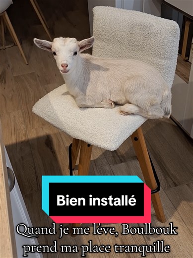 Boulbouk prend ma place tranquille. Un petit chevreau qui aime le confort. 🤣 #chevre #chaise #boulbouk #animal #fun