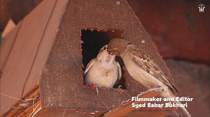 The House Sparrow is a small, stocky bird, is famous for its close association with human settlements worldwide, thriving in urban, rural, and agricultural areas with its opportunistic diet of seeds, grains, and insects, featuring distinct male plumage (grey crown, black bib, brown/black streaks) and drabber, streaky females, nesting in buildings or cavities, and known for sociable flocks and aggressive defense of food and nest sites. House sparrows are important in ecosystems as natural pest co