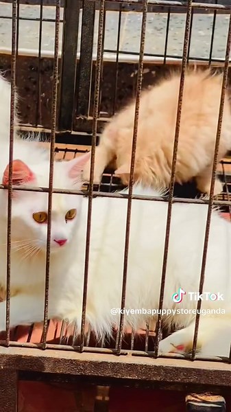 Meet the persian cats @Uncle dogs @Sukhi kampala dog services🇺🇬 @MajestickennelsUganda @fickbellawalusimbi