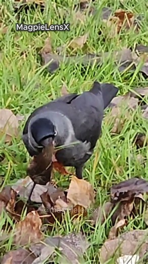 Kawka music Jackdaw Coloeus monedula 4K Europe #ptakiwmiescie #citybirds #magpielensx #birds