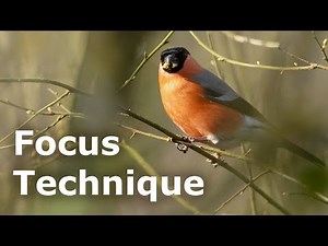 How to Shoot Through Branches - Bird Photography Focus Tips (Fixing a Common Problem)