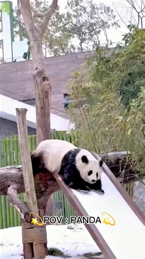panda core #panda #viral #fyp #unitedkingdom #growmyaccount