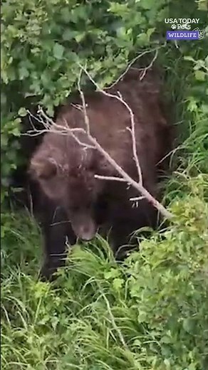 Hiker injured in brown bear attack in Alaska