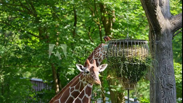 Giraffe, Giraffa camelopardalis is an African even-toed ungulate mammal, the tallest living terrestrial animal and the largest ruminant.