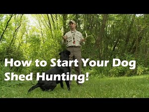 Training Shed Antler Dogs: What You Need to Know & Things to Avoid | OutdoorHub