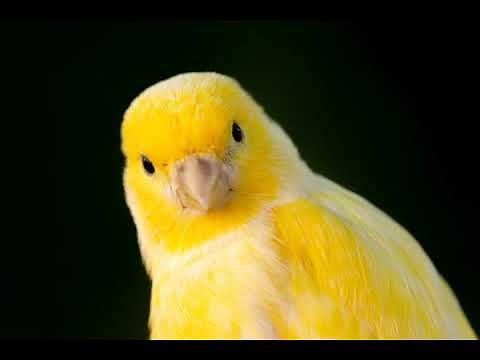 Chant de canaris