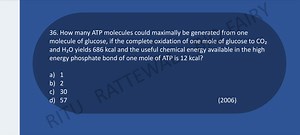How many ATP molecules could maximally be generated from one mo... | Filo