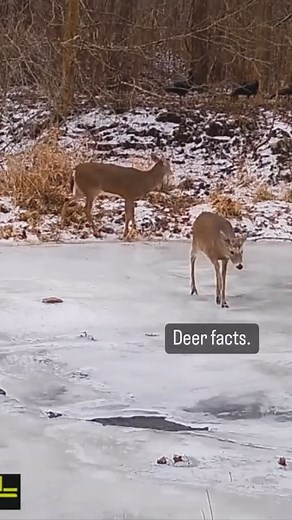 I know I know…🧊🧊👶🏼 Been there lol guy… #deer #deerhunting #deerseason #deerfieldbeach #deerpark | DeerHunter