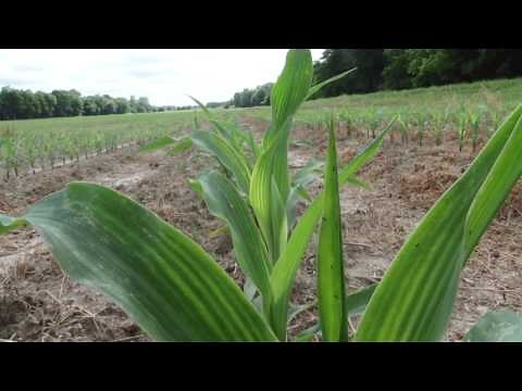 How To Build a Corn Maze