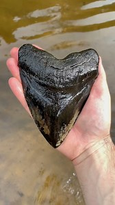 I FOUND THE BIGGEST SHARK TOOTH EVER #scubadiving #explore #History #sharkteeth #fossils | NCDiggins