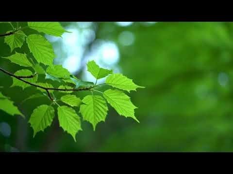 Calm Ocean Waves – Deep Sleep Meditation