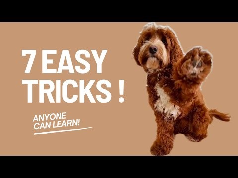 7 EASY and FUN tricks you can learn your dog! Dog training