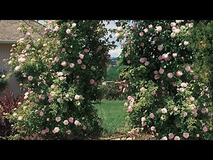 How To Grow Climbing Rose Vine In Pots.All About Fertilizer / Suckers Identification.. Gulab Ki Bail