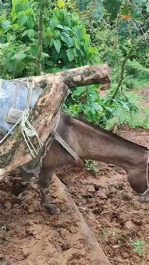 Mules working hard in the mountains of Colombia.