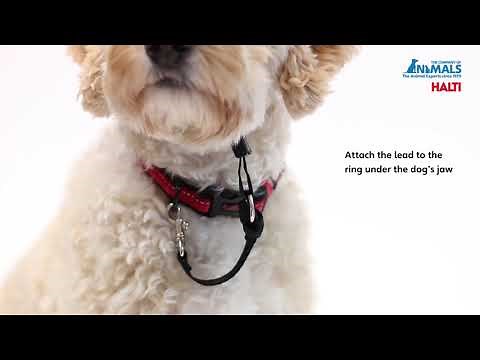 How To Fit The Halti Optifit