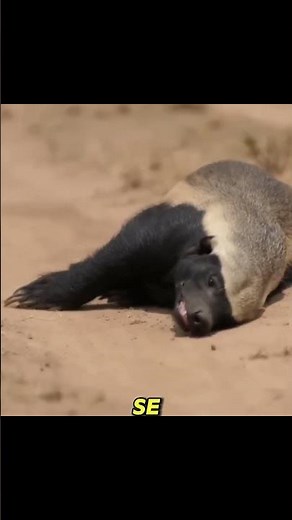 Tejón de la miel el animal mas valiente del mundo