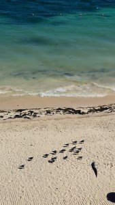 Dreams Sapphire Resort & Spa on Reels