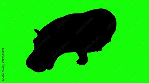 A silhouette of a hippo running on green screen, perspective view. Animal silhouettes, seamless loop 3D animation. You can easily remove the green screen with just one click using any video editor.