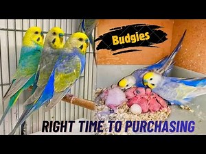 Budgies Right Time To Purchase. Budgies Information. Budgies Breeding. Budgies Price Update. #views