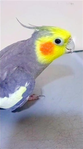 Cockatiel Sounds & Singing | Talking Cockatiel Parrot, Happy Bird Calls for Relaxation & Training