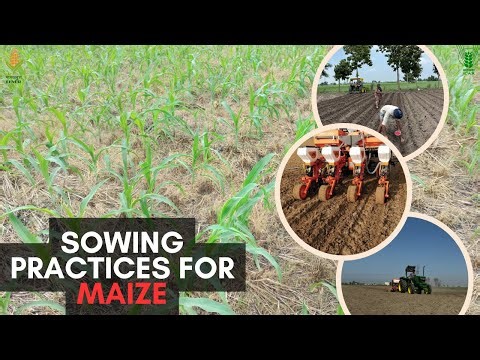 “Sowing Practices for Maize”