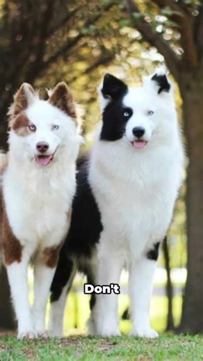 This Siberian Dog Is Part Wolf, Part Hero