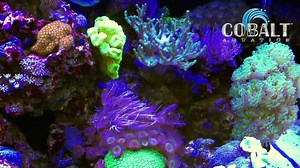 This beautiful reef tank video was taken at the Apex Aquarium in Dallas Texas. | Cobalt Aquatics