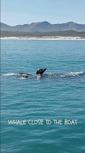Whale Watching in Hermanus, South Africa 🐋🌊 Up Close with Giants