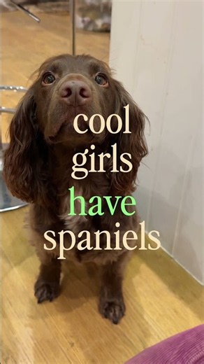 Every spaniel is cool 🤎 (and other dogs too 🤪) #spaniel #dogmom #coolgirl #doglove