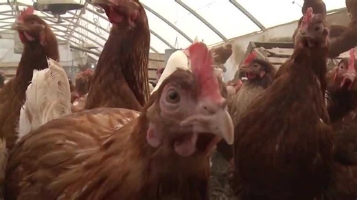 Suspected bird flu case in Wisconsin: Health officials monitor exposure