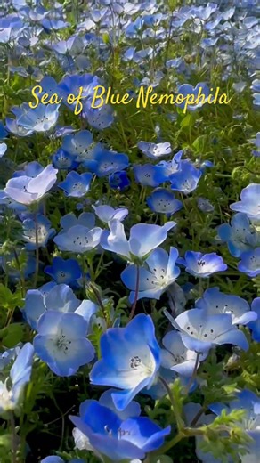 Nemophila”Baby Blue Eyes” in Ibaraki Hitachi Seaside Park #nemophila #JapanSpring #JapanHereAndThere
