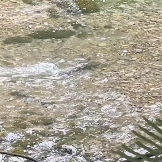 16K views · 68 reactions | Female salmon shake their tails to dig shallow depressions in the gravel, where they will lay eggs. Salmon gather together on gravel beds during spawning. Spring Chinook spawning on the North Umpqua River. Credit: ODFW | Oregon Department of Fish and Wildlife | Facebook