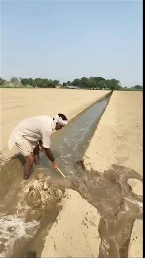 Traditional Field Irrigation: Farmer Redirects Water Through Earthen Channels