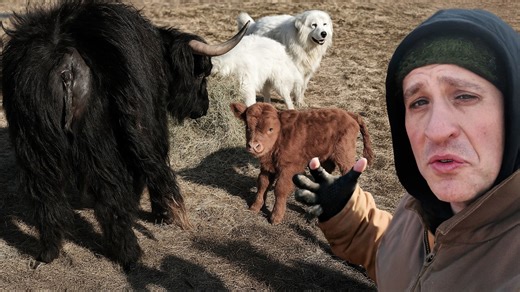 Our pregnant cow is definitely about to have her baby