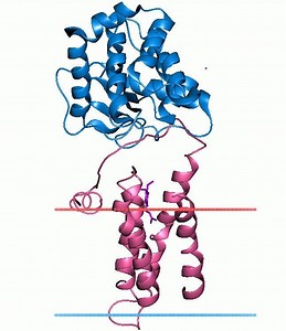 Disulfide bond formation protein B - Alchetron, the free social encyclopedia