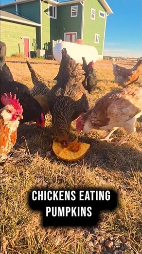 Chickens Eating Pumpkins
