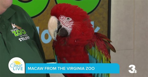 Meet "Big Red," a macaw from the Virginia Zoo on Coast Live