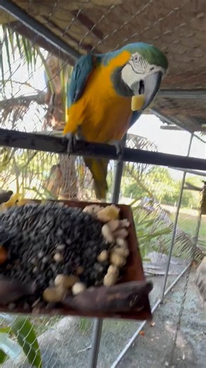 My Blue and Gold Parrots are getting a feast :) #eartheracademy #robertcassar #parrots #birdsonearth #hawaii #farmerslife | Earther Academy