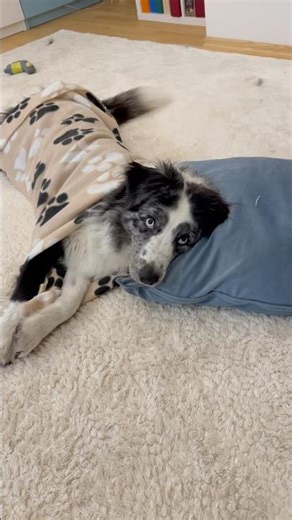 Australian Shepherd Dogtricks