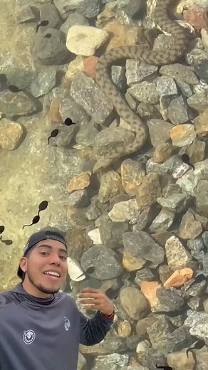 Está culebrita se dió un buen festín! 🥹 #culebra #serpientes | Sebassalvaje1