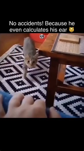 Cat Physics 🎥 Credit: @azimliordu . . . . . #cat #reels #comic #cats #funny #catlover #fyp #reelsinstagram #comics #catsofinstagram | Funpawsplace