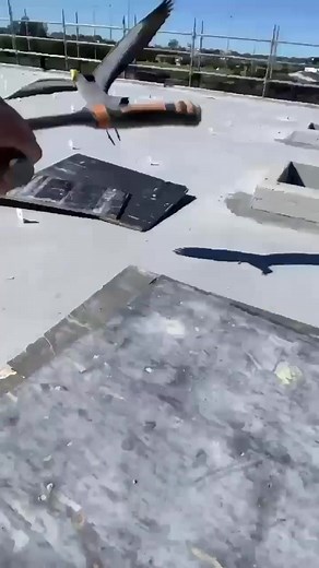 Surviving a Close Encounter with a Plover Bird: My Story