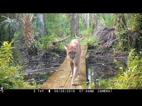 Incredible Moments with Florida's Last Wild Panthers