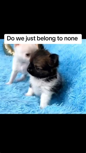 Chihuahua Puppies Ready for Their Forever Homes! 🐾 We’re delighted to announce that our beautiful chihuahua puppies are now ready for adoption! Each puppy has been carefully raised in a loving environment, well socialized, and full of that charming personality everyone adores. 💛 They’re ✅ Vet checked & up to date on vaccinations ✅ Healthy, happy, and well socialized ✅ Started on potty training ✅ Excellent temperament — great with children and other pets. 📩 Send us a message to learn more or t