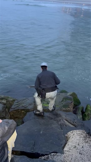 #CatchPhotoRelease #bass #Bluefish ￼￼ #ac #atlanticcity 🔥💯 #Fishing , BANGIN ‼️💯 #YouSleepWeFish 🐟🎣 2025 Catching a peace of mind fishing, BANGIN 🐟 TIDE TIMES for Tuesday 5/13/25 in Atlantic City, NJ. Next high tide : 8:41 AM Next low tide : 2:29 PM Sunset today : 8:04 PM #onestopbaitandtackle #ACisBANGIN Here until 6pm today - 609-363-BASS Regular bloodworms also available #OneStopBaitAndTackle #GreenCrabs #FishingLife #JettyFishing #AtlanticCityFishing #ACFishing #FishingAtlanticCity #Je