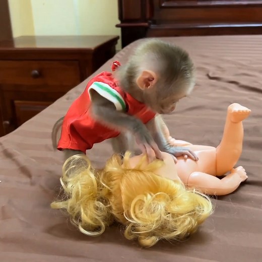 Linda Alert&Alarming Lip-Talking Amuse Play With BabyDoll . . . #fblifestylelife #fblifestyle #fblifestylemanagement #fblifestyletyle #fblifestylechallenge #fblifestyle #reel #cute #animals #lovely #newbornbabymonkey #monkey | Mr Jacky