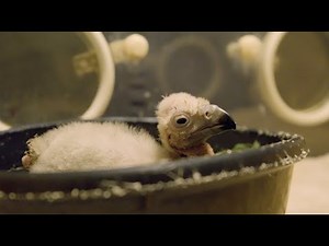 Lappet-Faced Vulture Chick Hatches